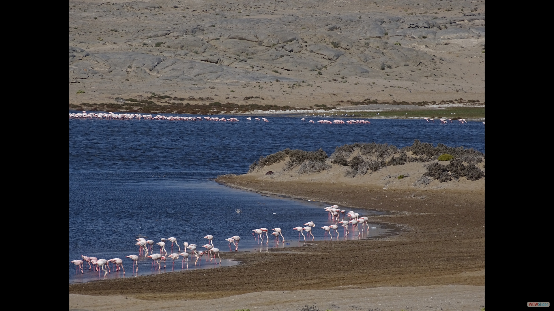 Flamingos