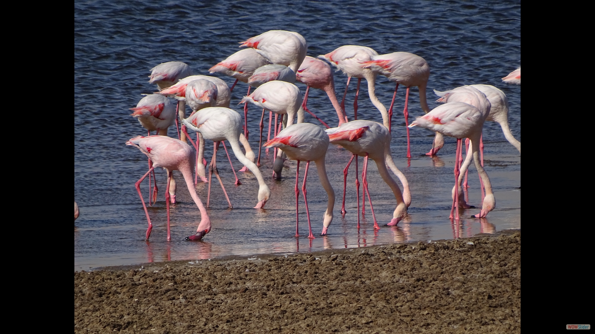 Zwergflamingo (Phoeniconaias minor) - roter Schnabel