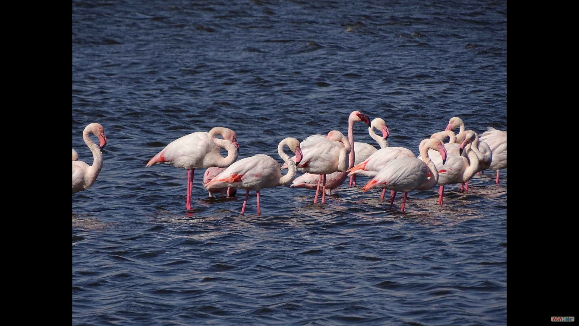 Großer Flamingo (Phoenicopterus roseus)