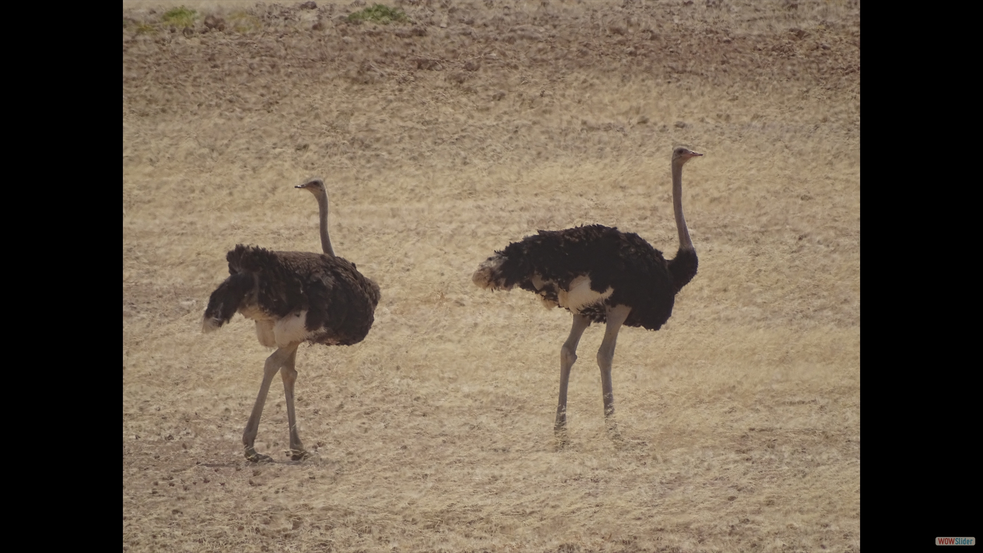 Afrikanischer Strauß (Struthio camelus)