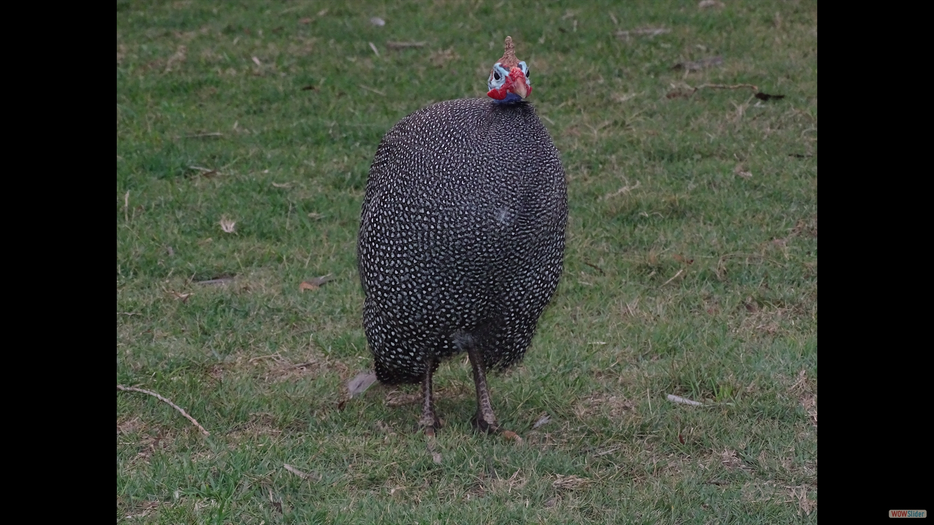 Helmperlhuhn (Numida meleagris)