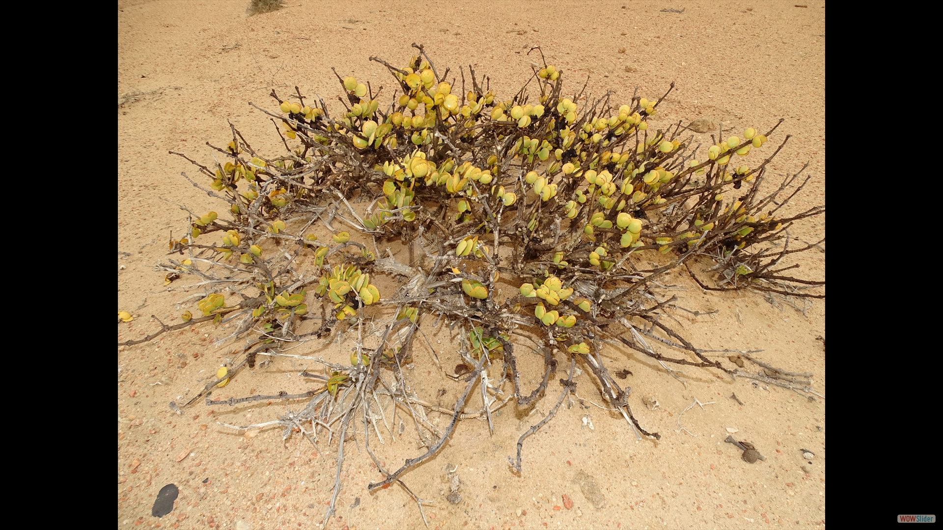 gibt es Grundwasser, wachsen Talersträucher (Zygophyllum stapffii) ...