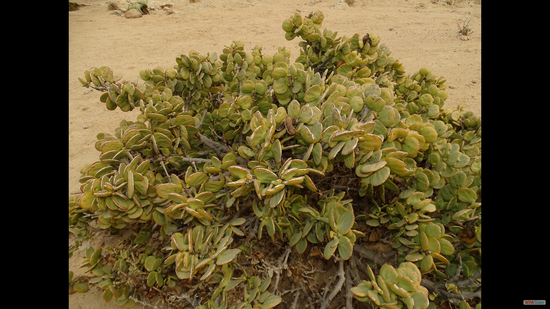 ...  noch eimal Talersträucher (Zygophyllum stapffii)