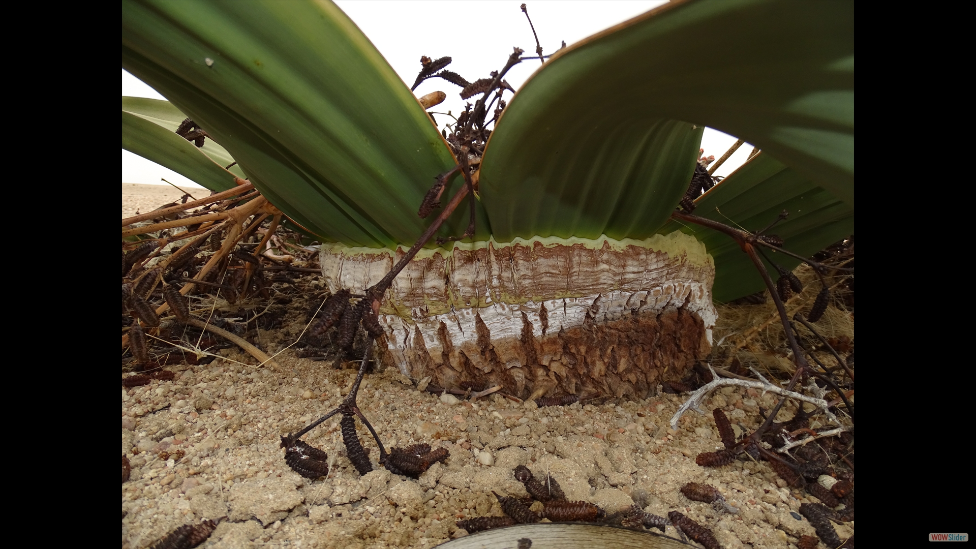 Welwitschia-Stamm