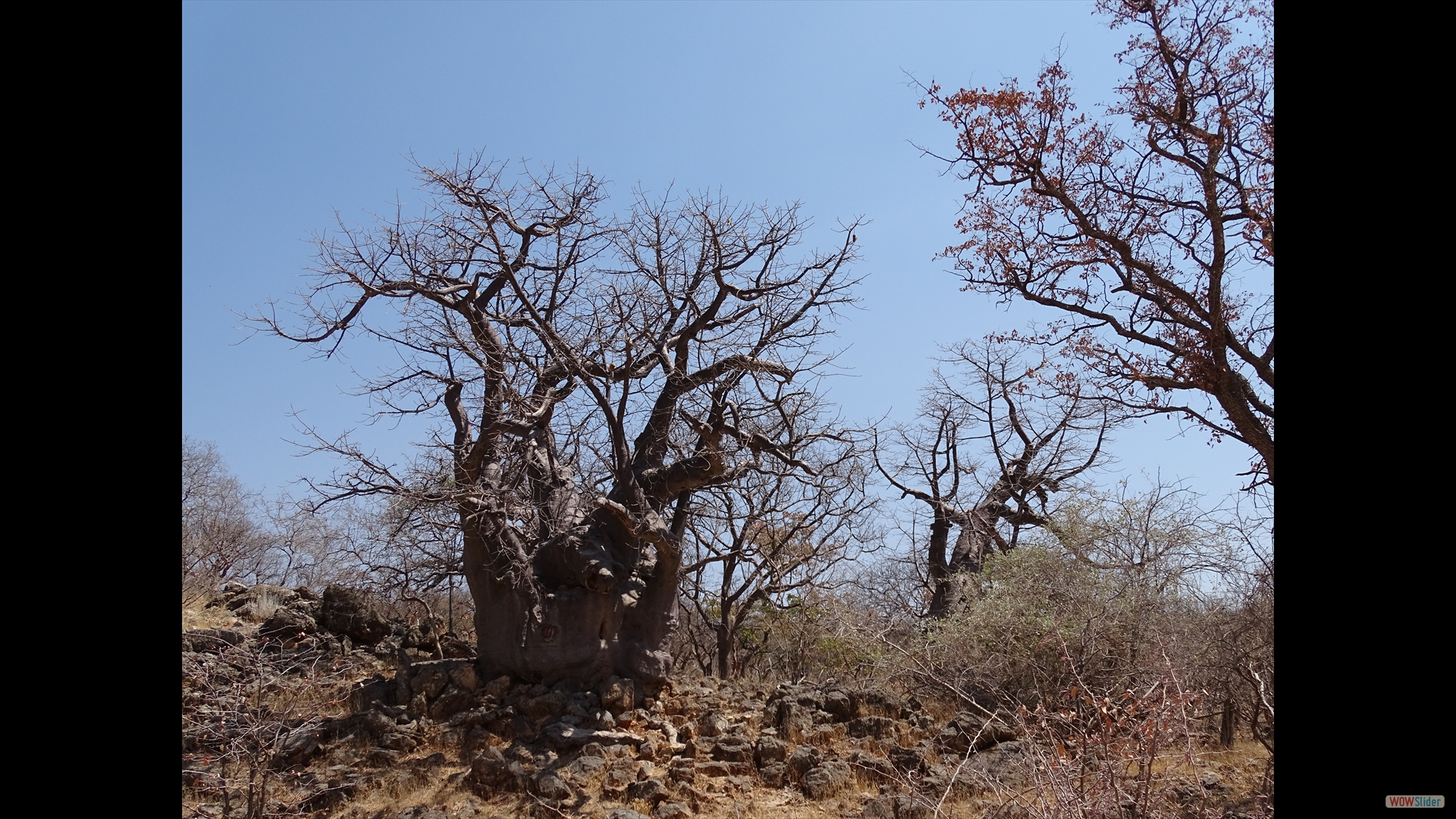 Baobab, Afrikanische Affenbrotbaum (Adansonia digitata)