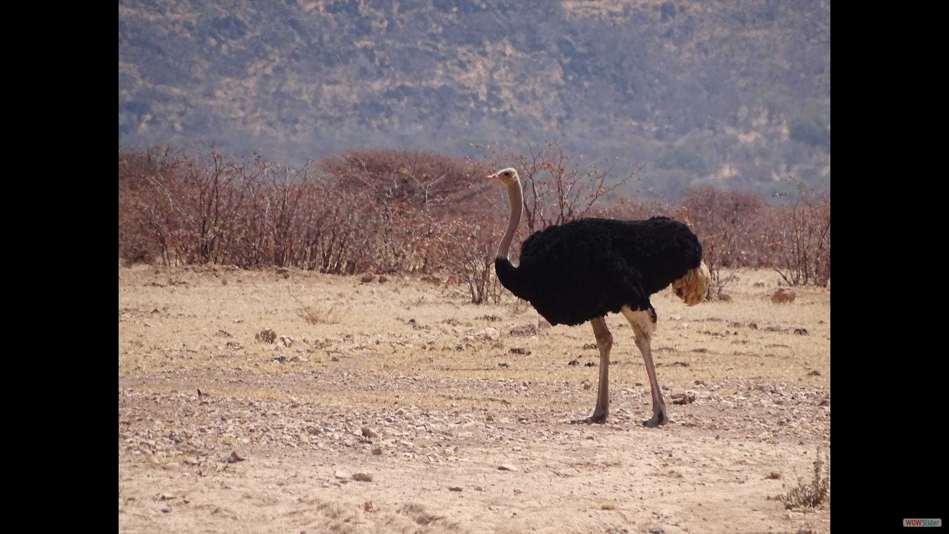 Afrikanischer Strauß (Struthio camelus)