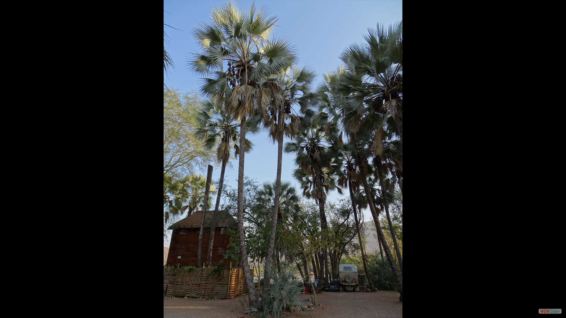 Makalani Palmen (Hyphaene petersiana)