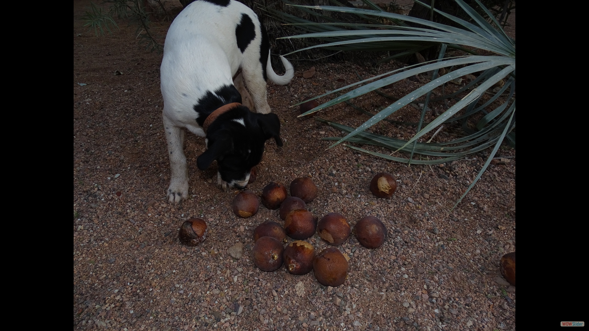 Palmenfrüchte mit Hund