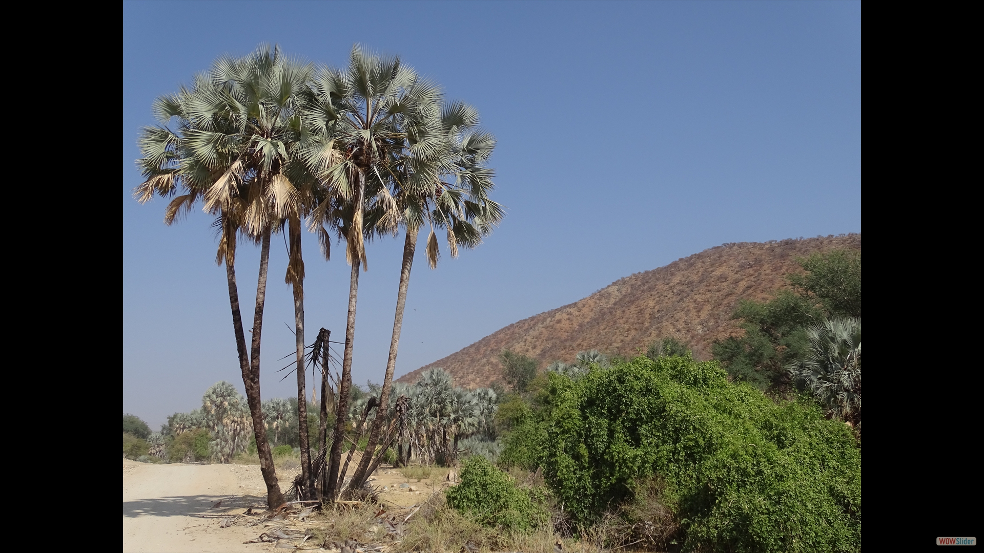 Makalani Palmen (Hyphaene petersiana)