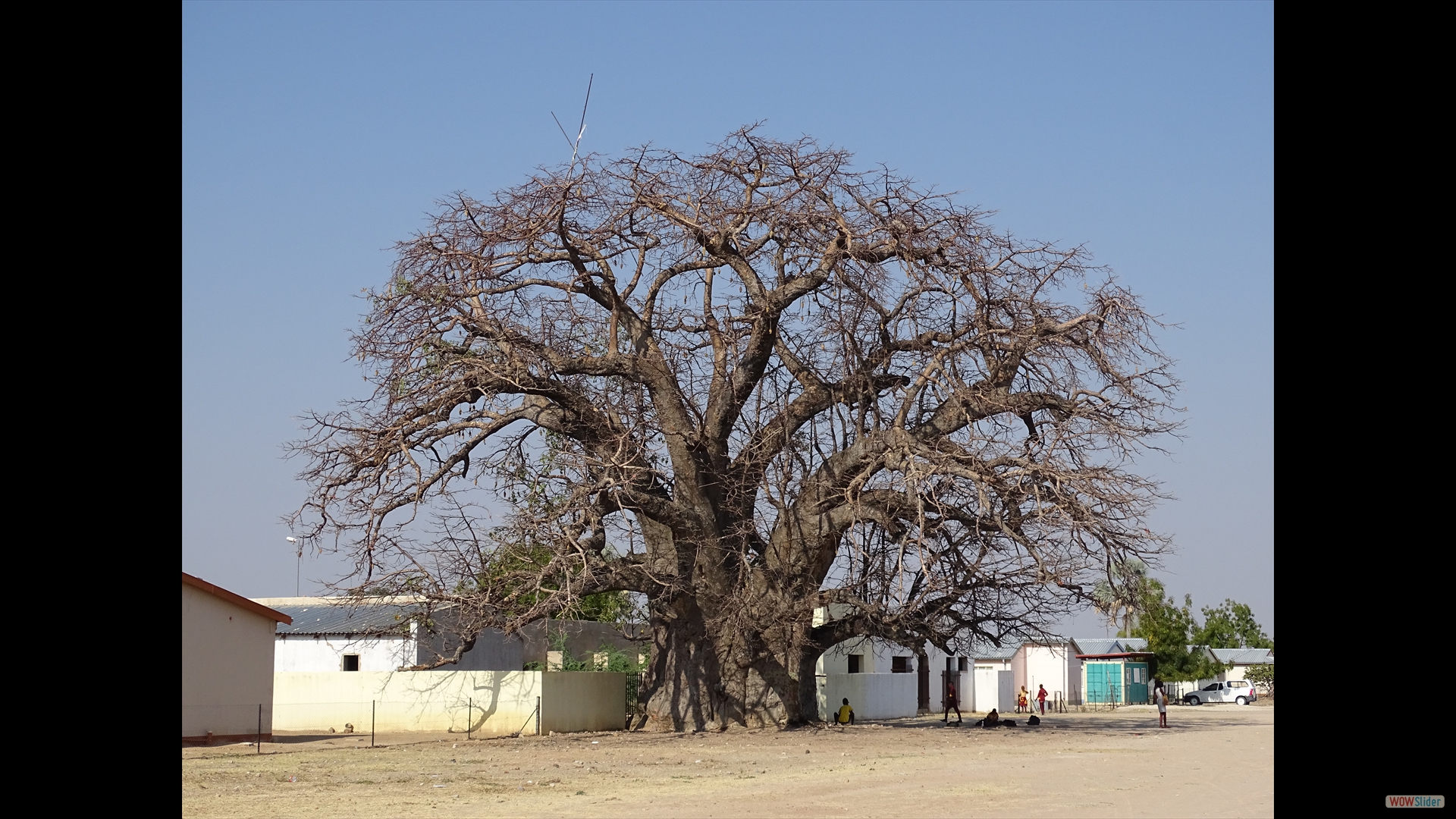 Outapi - die Stadt mit den meisten und größten Baobabs (Adansonia digitata)