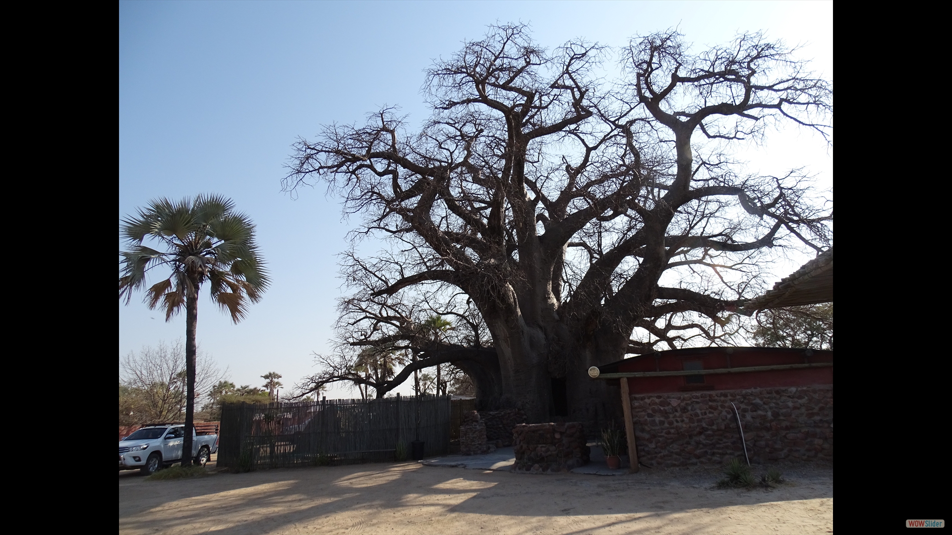 Ombalantu-Baobab (Adansonia digitata)