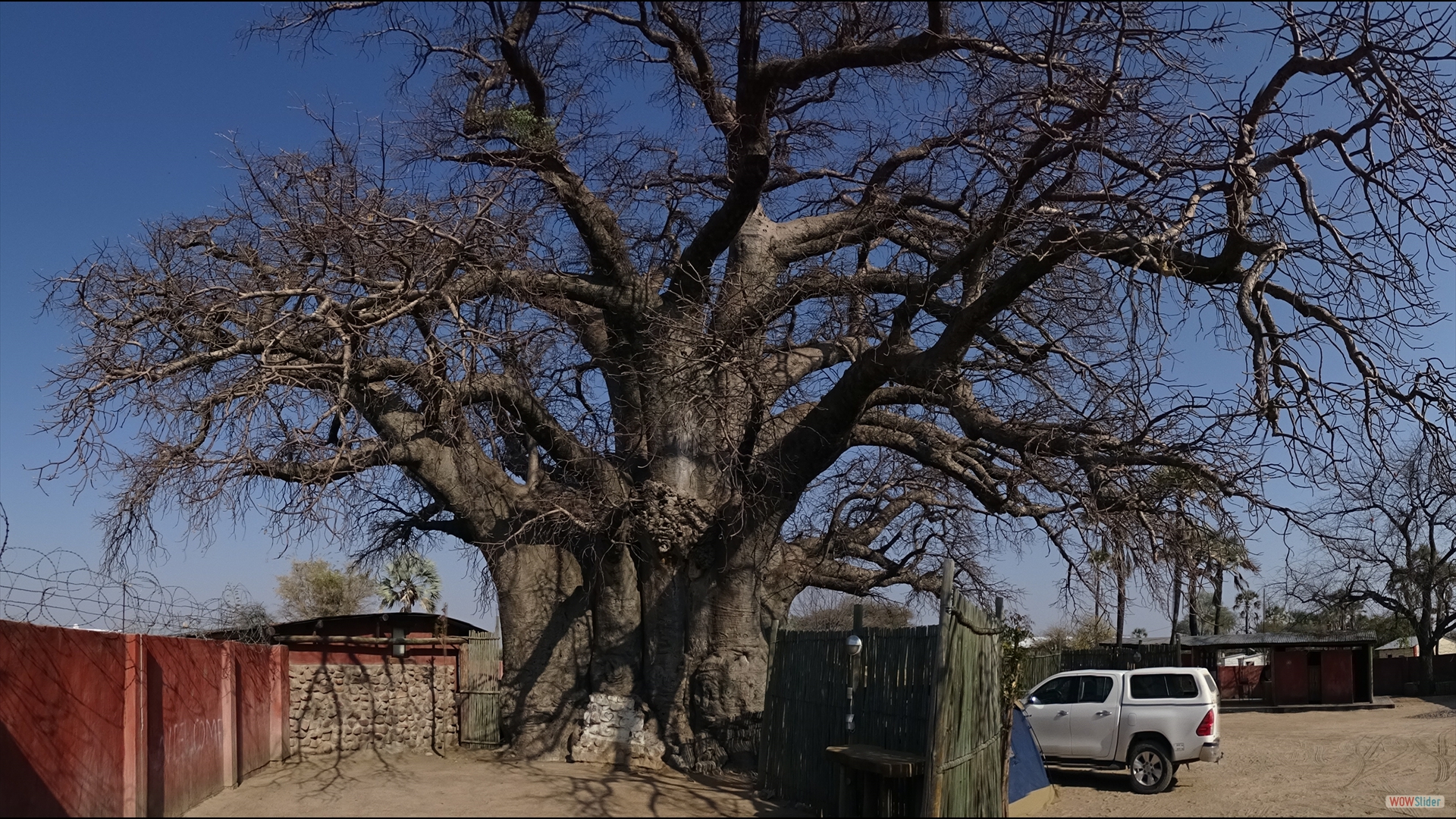 größter und ältester Baobab Afrikas