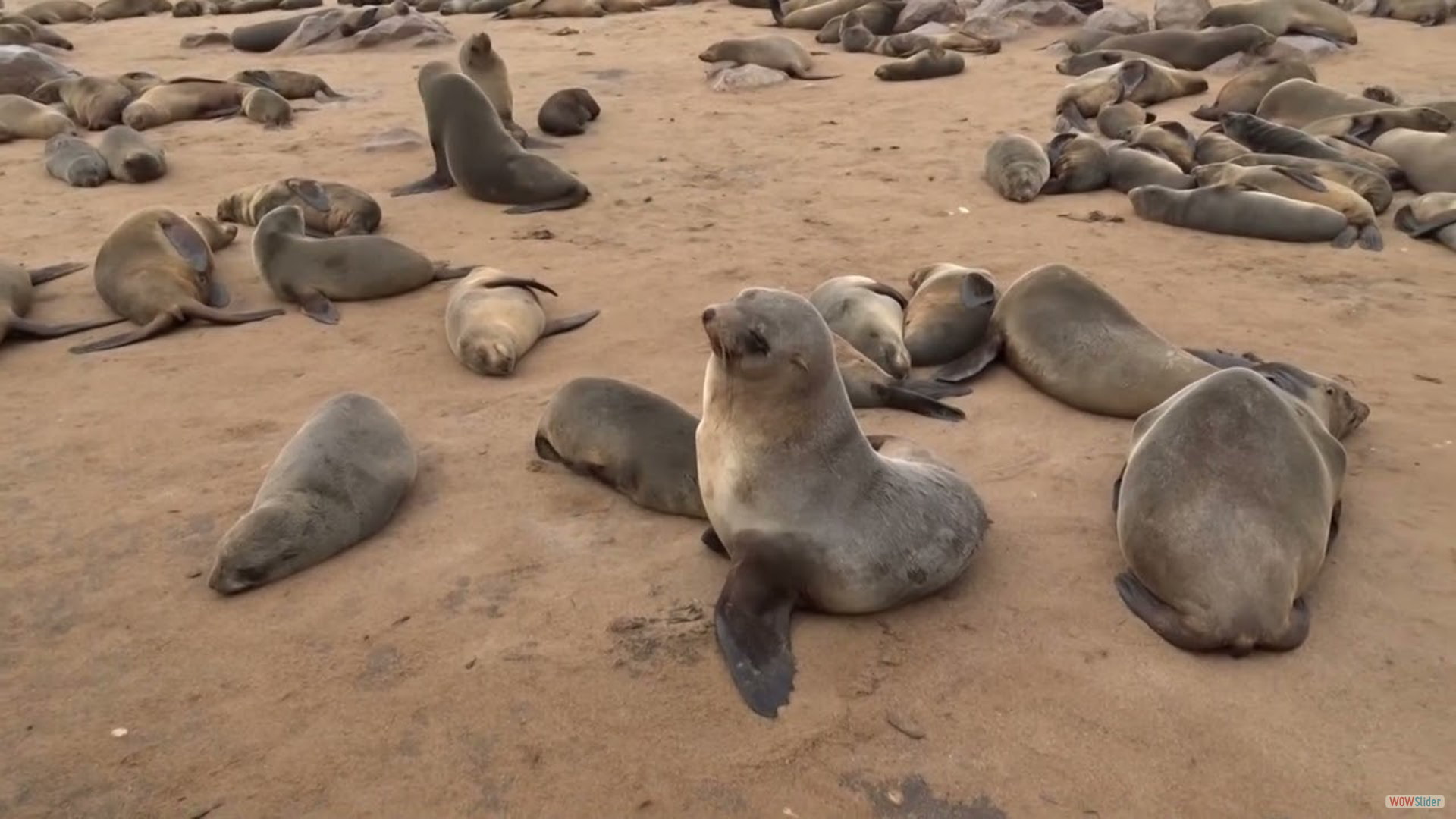 Südafrikanischer Seebär