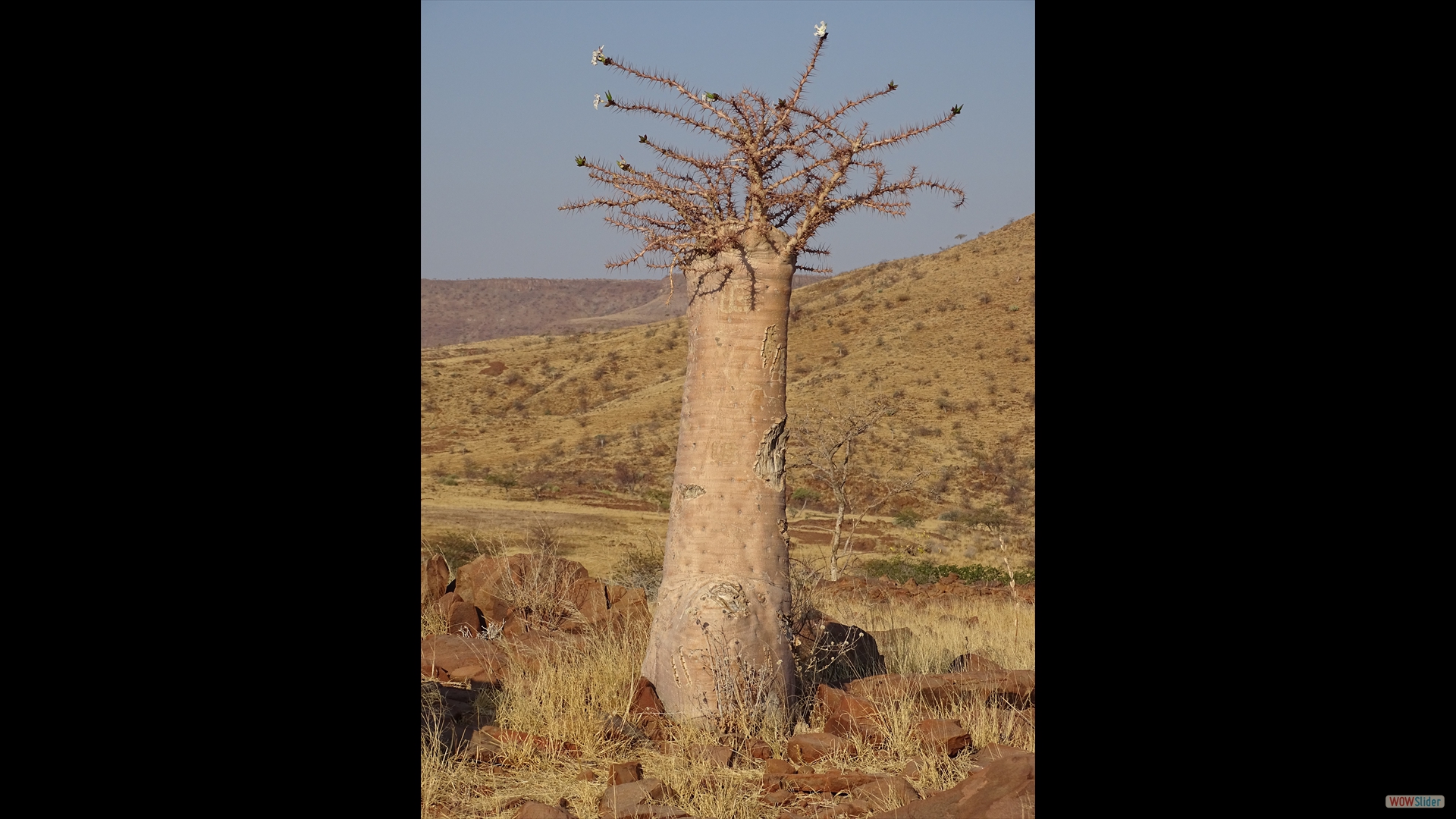 Pachypodium lealii