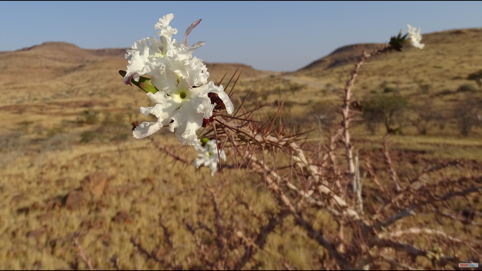 Pachypodium lealii