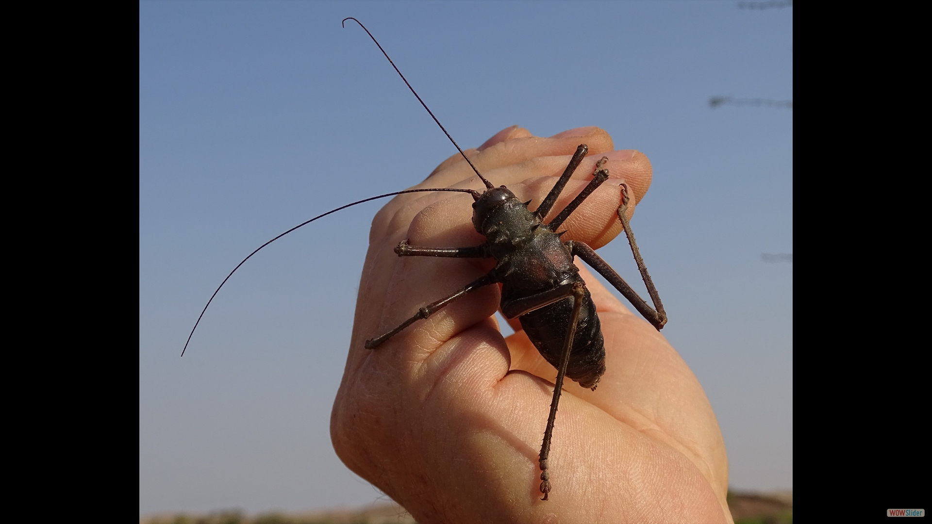 Langbeiniger gepanzerter Katydid (Acanthoplus longipes) - Brandberge