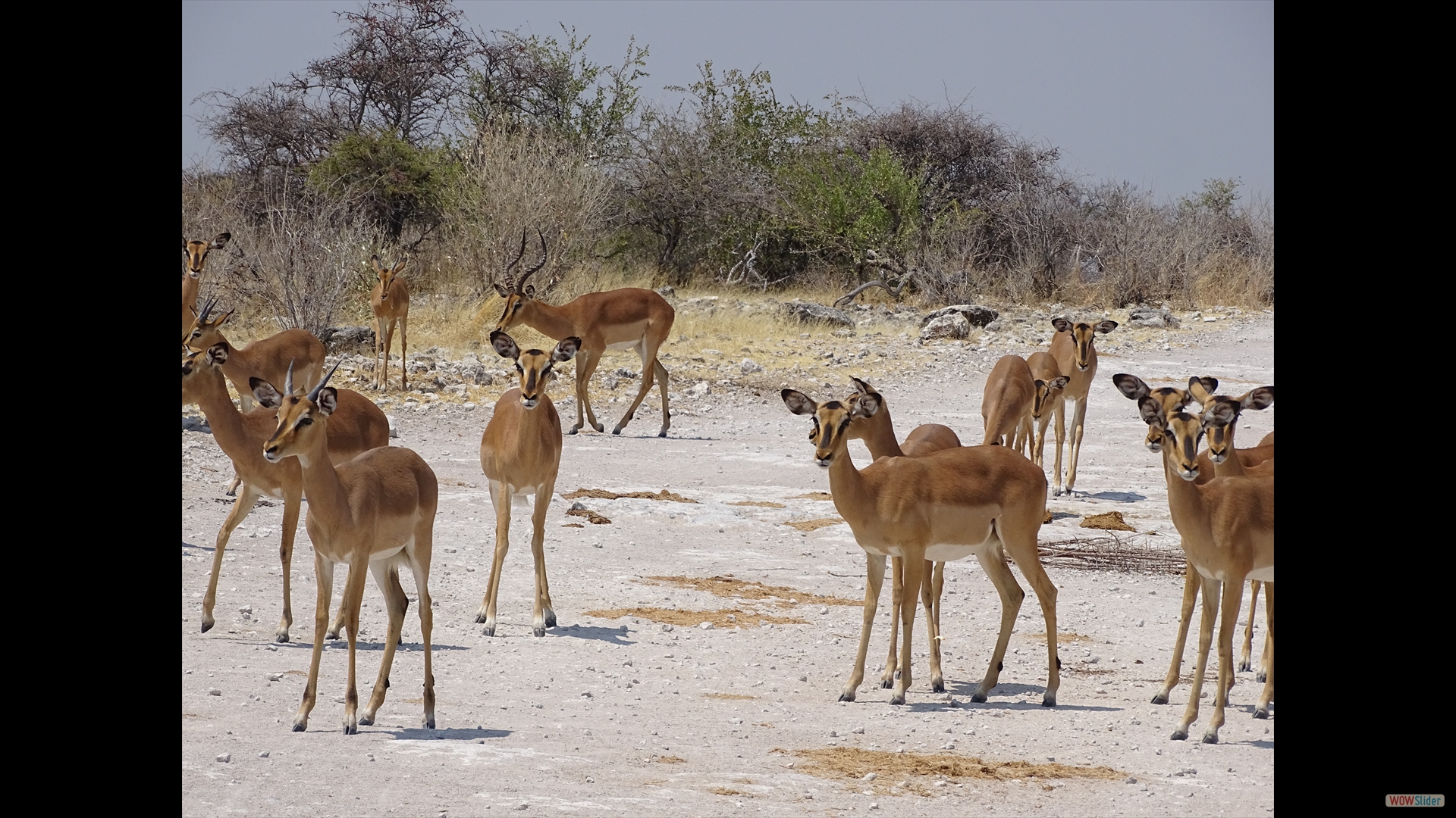 Schwarznasenimpala (Aepyceros petersi)