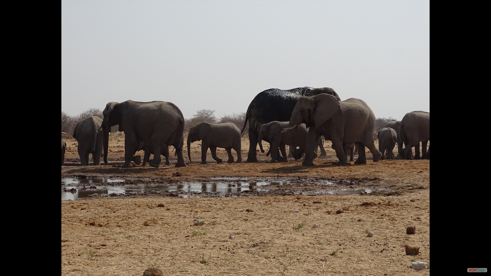 Afrikanischer Steppenelefant (Loxodonta-africana)