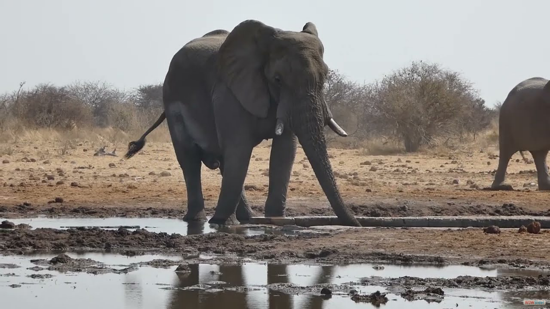 #elefanten #namibia #etosha