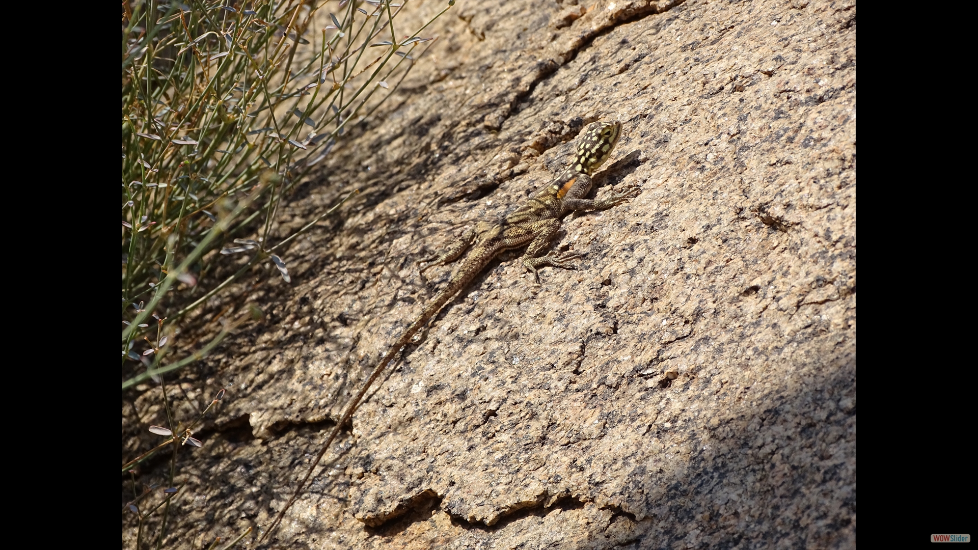 Agama planiceps (Namibische Felsenagame) - Brandberge