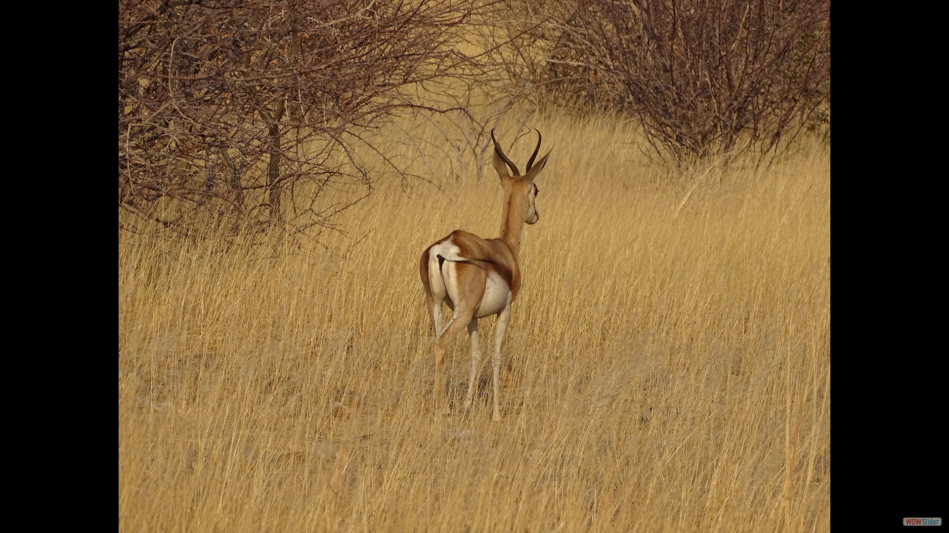 Springbock (Antidorcas marsupialis)