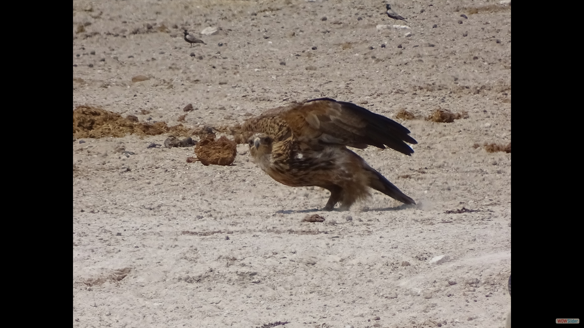 Savannenadler (Aquila rapax)