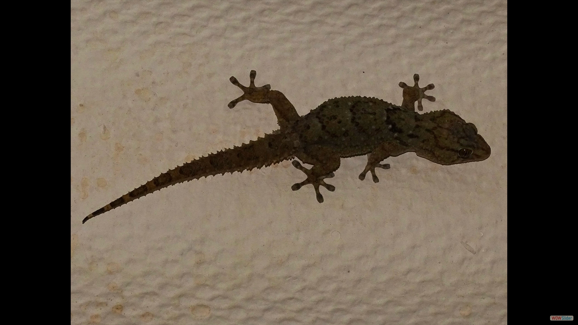 Turners Dickfingergeckos (Chondrodactylus turneri) - Meteorit
