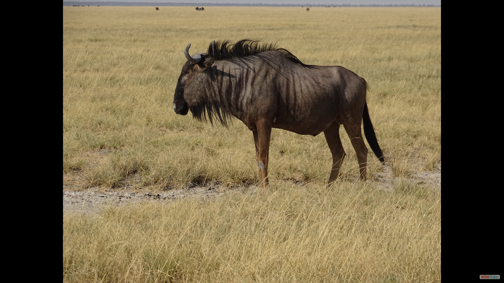 Streifengnu (Connochaetes taurinus)