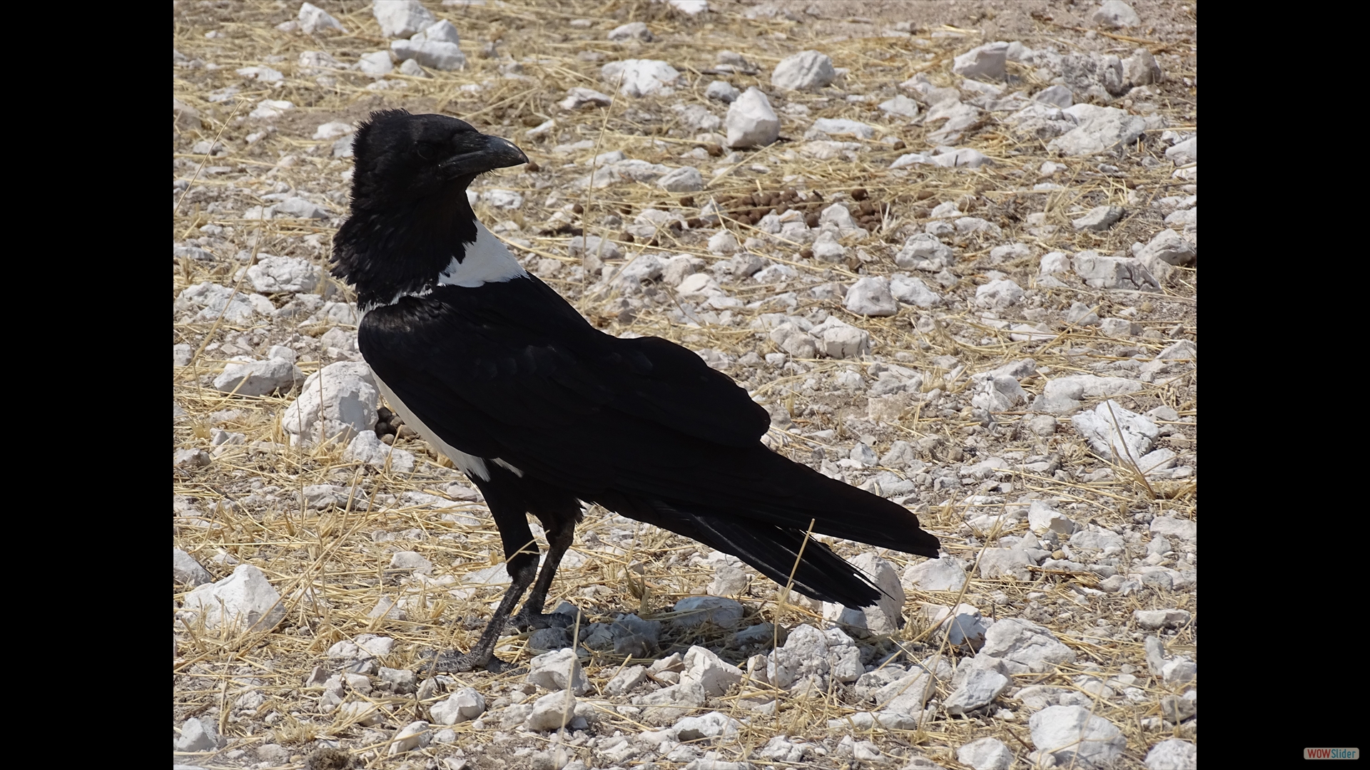 Schildrabe (Corvus albus) - Etosha