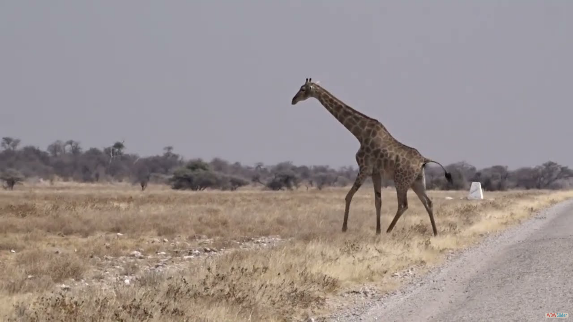 Giraffe am Wasserloch - Etosha-Nationalpark 