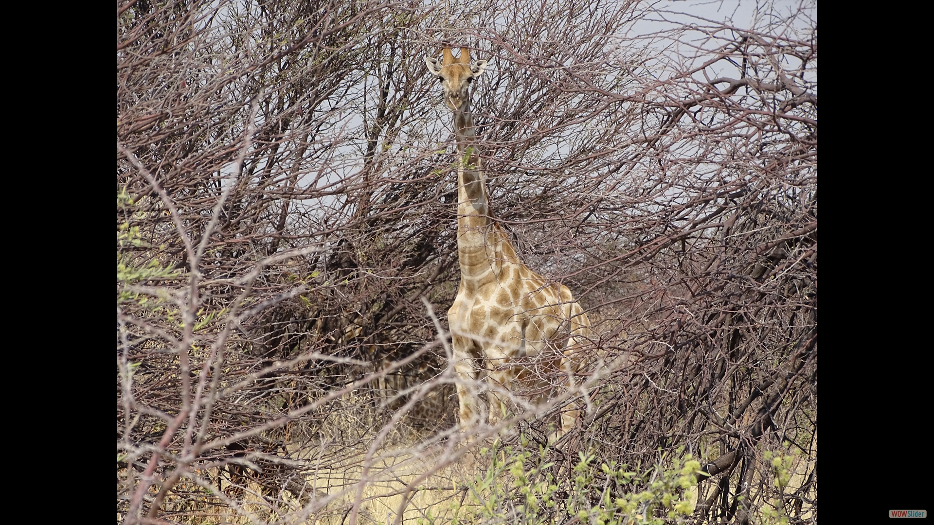 Giraffe (Giraffa camelopardalis)