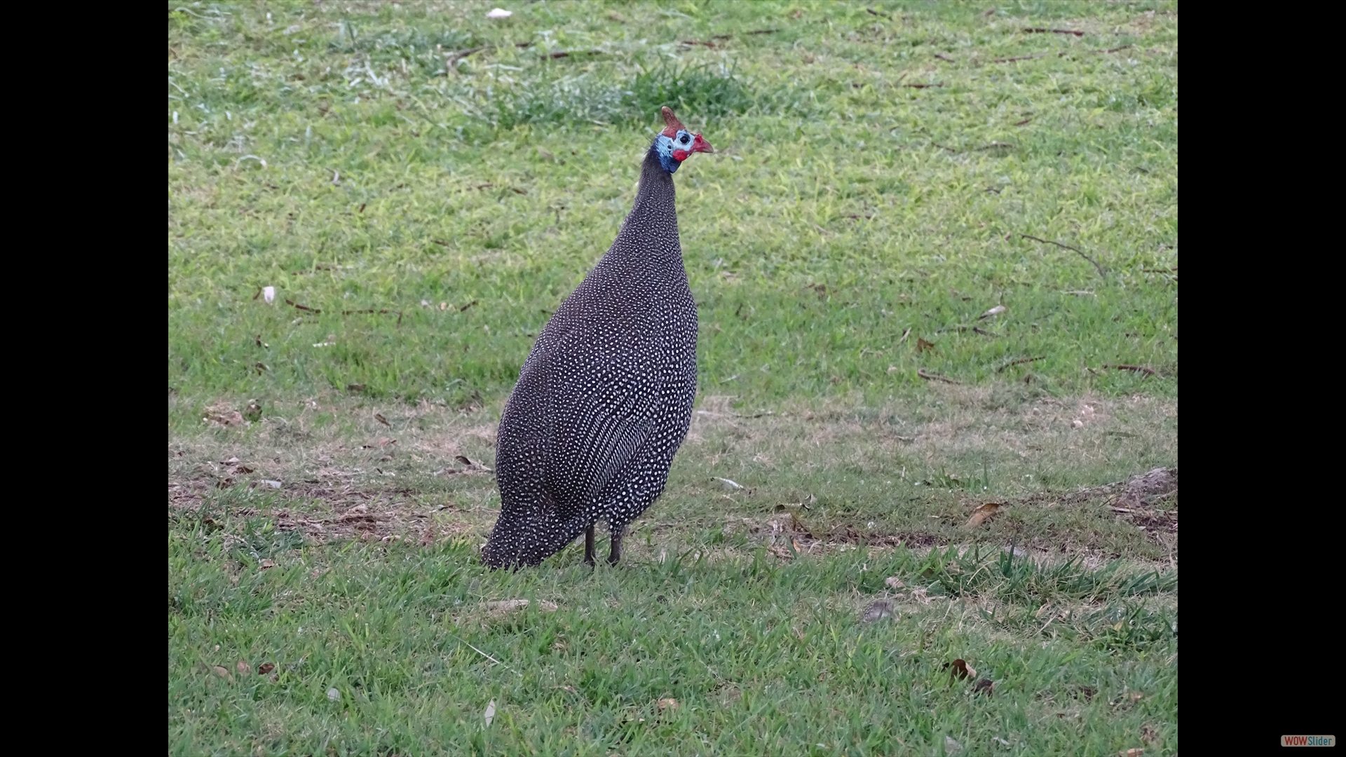 Helmperlhuhn (Numida meleagris)