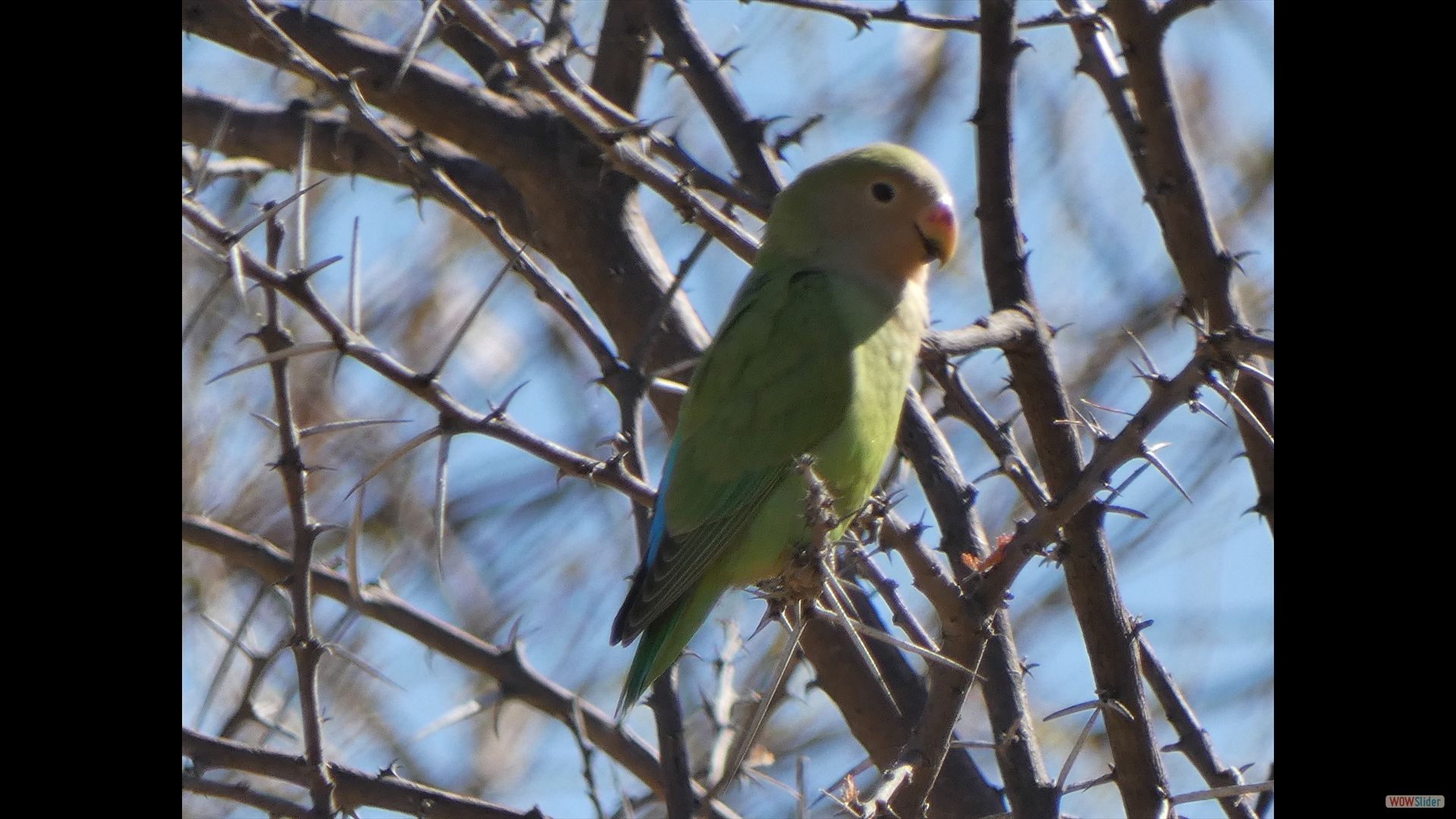 Kappapagei (Poicephalus robustus)