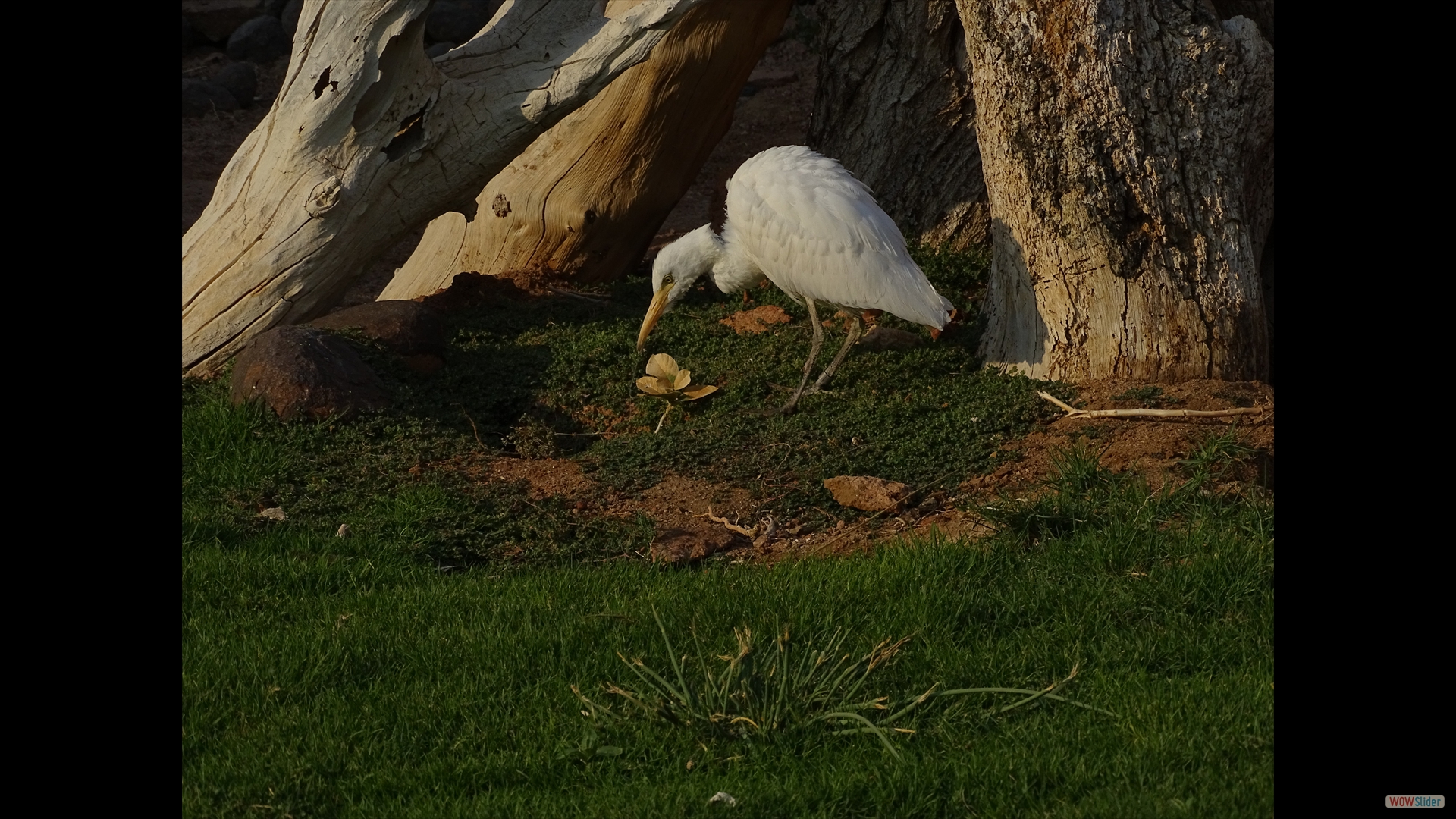 Kuhreiher (Bubulcus ibis) - Brandberge