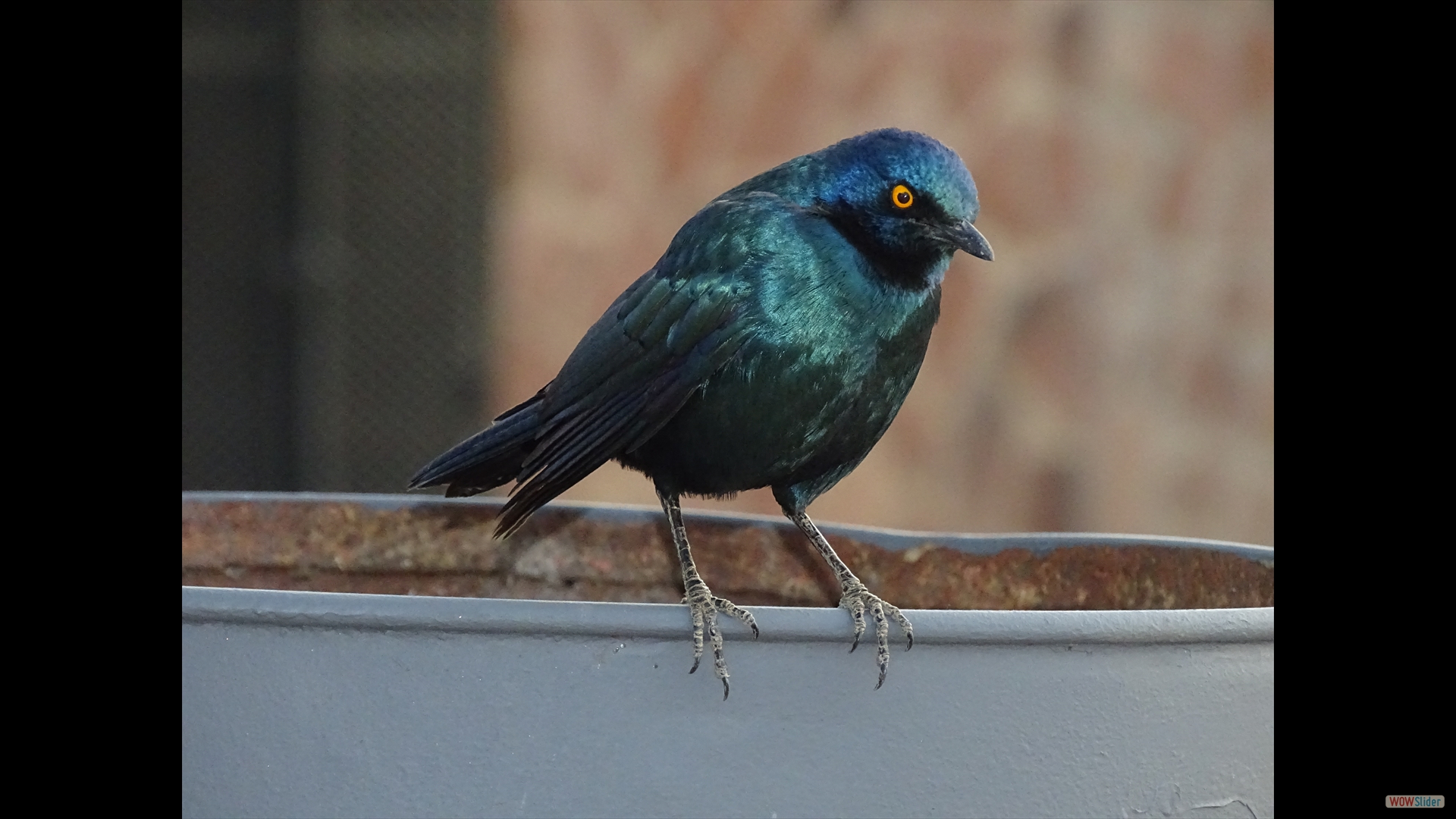 Lamptotornis nitens (Rotschulter-Glanzstar)