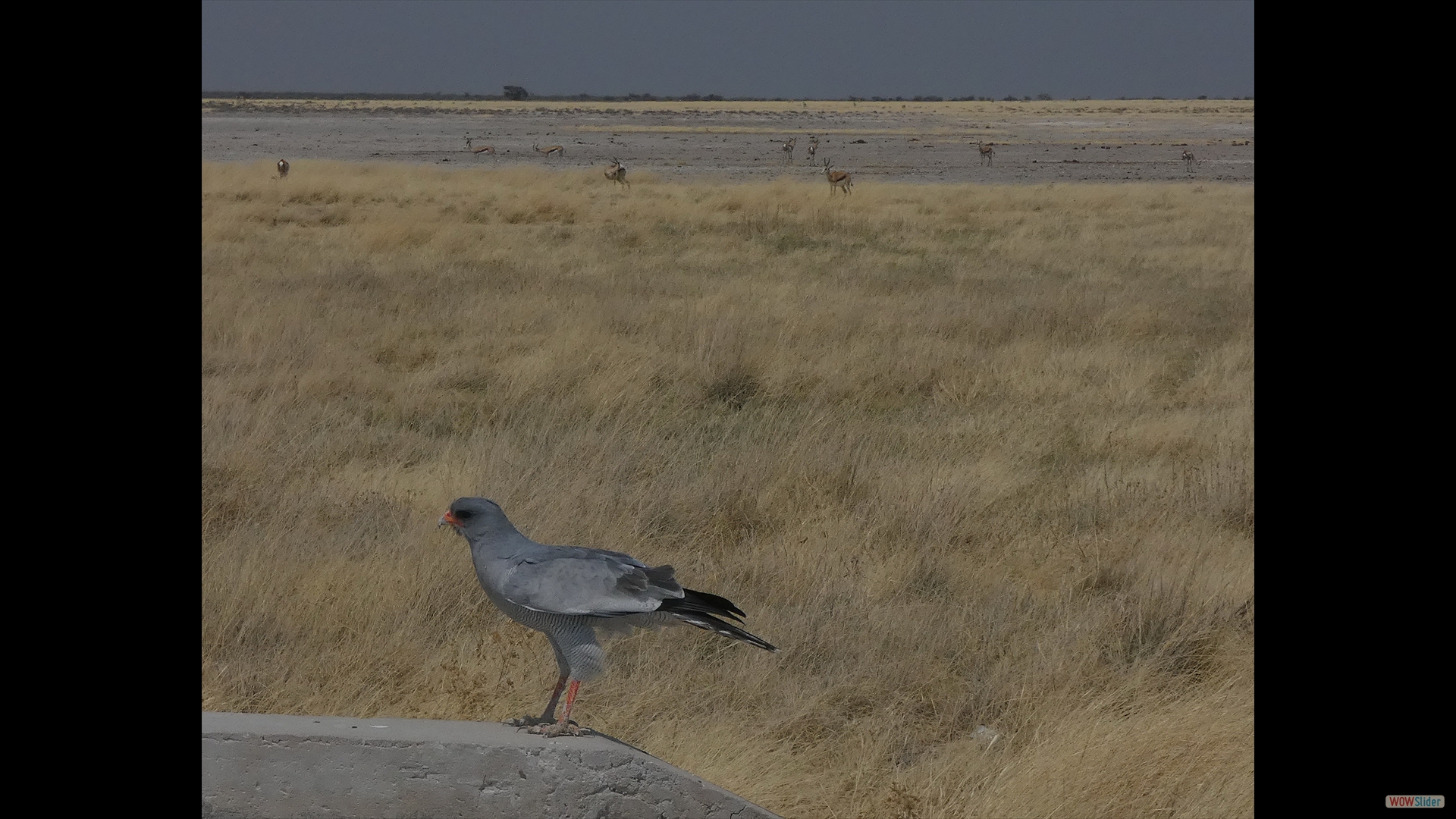 Gabarhabicht (Micronisus gabar)