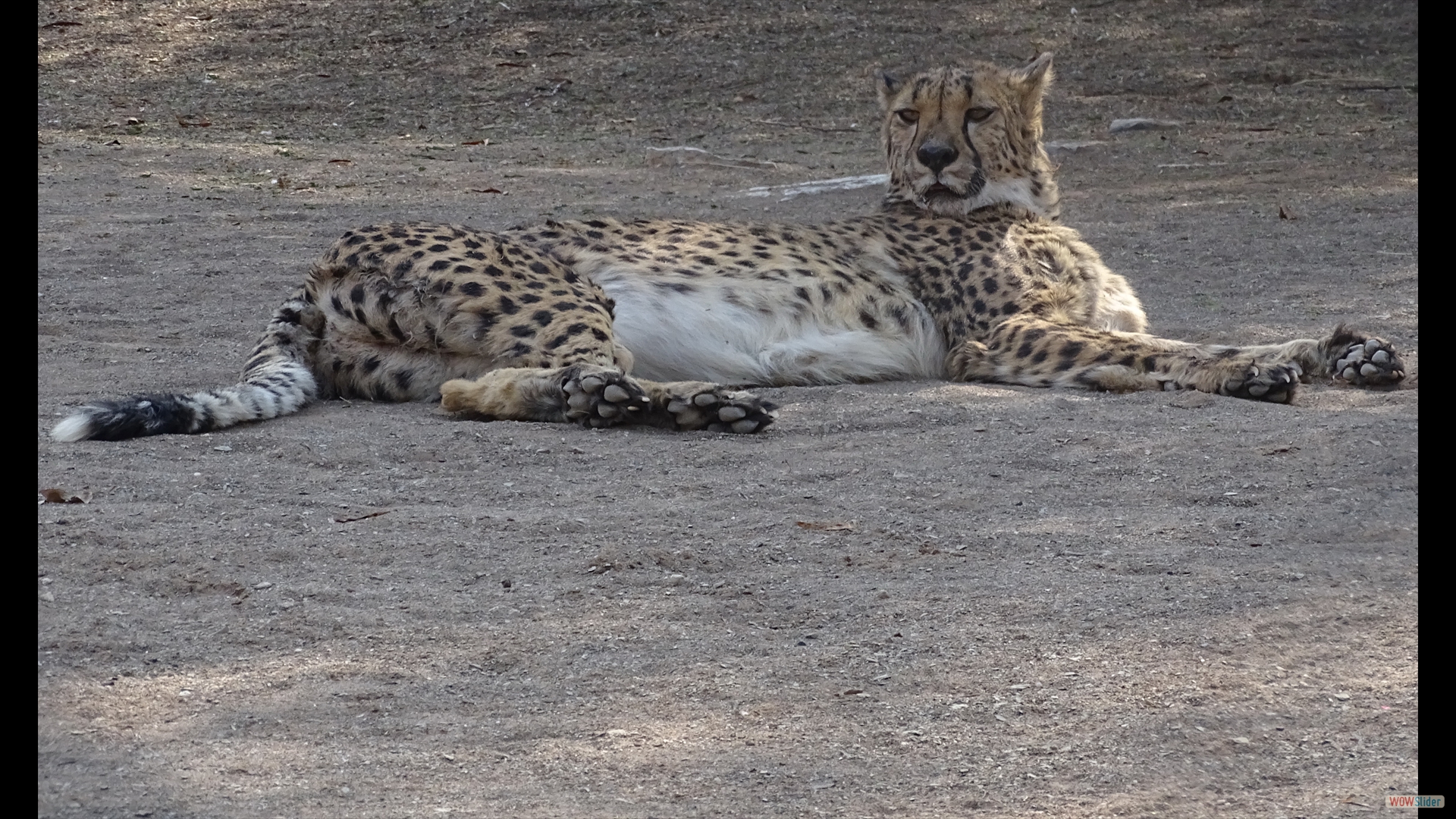 Leopard (Panthera pardus)