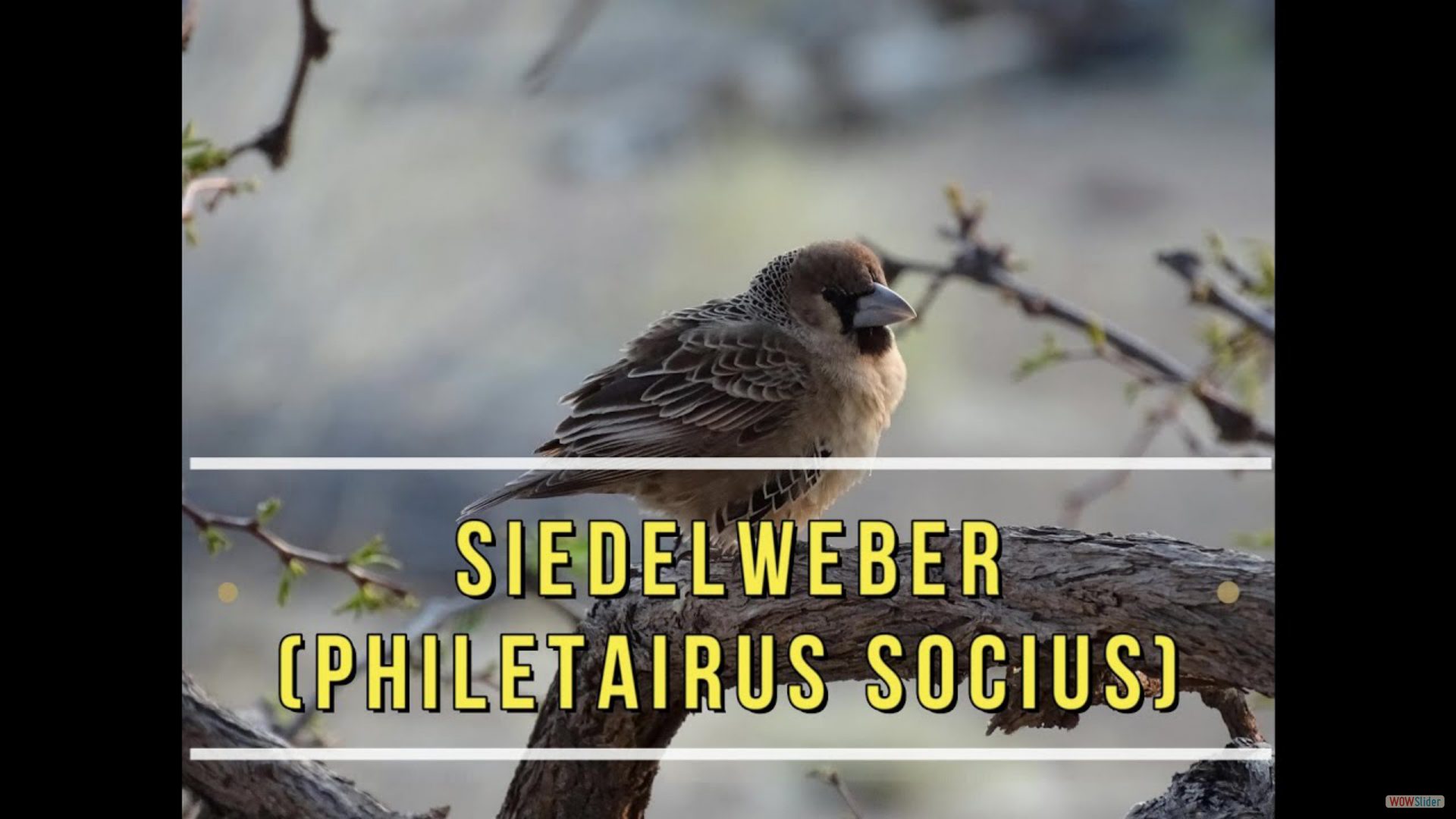 Namibia- Siedelweber (Philetairus socius)
