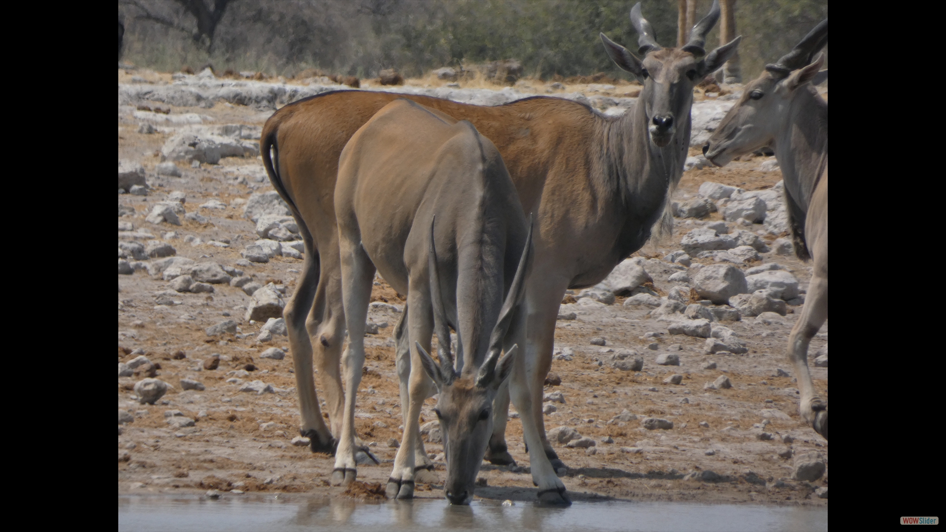 Elenantilope (Taurotragus oryx)