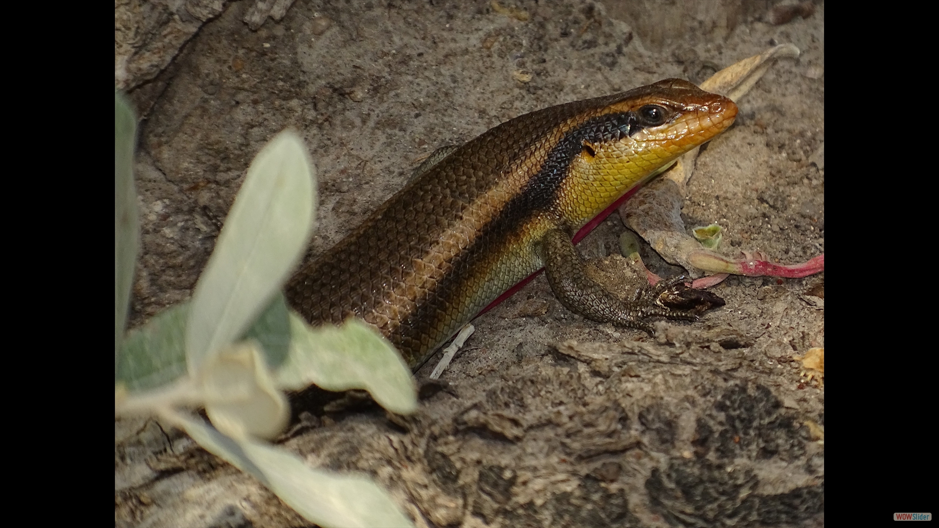 Trachylepis-striatawahlbergii_Wahlbergs Gestreifter Skink-Meteorit