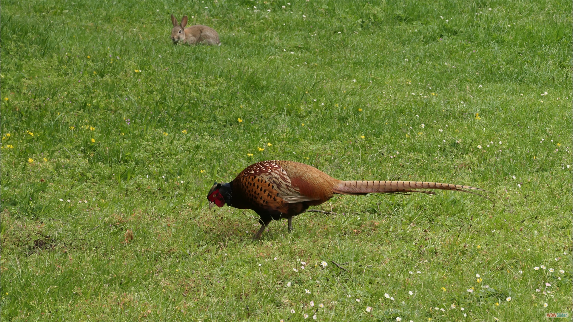 Fasan mit Kaninchen