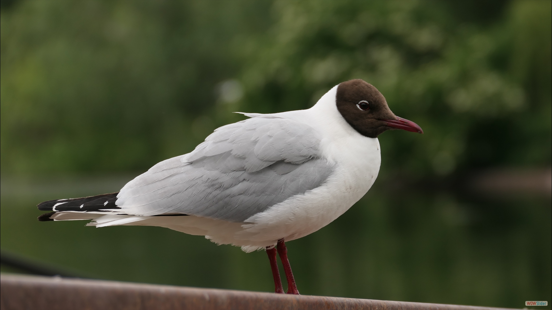 Lachmöwe  (Chroicocephalus ridibundus)