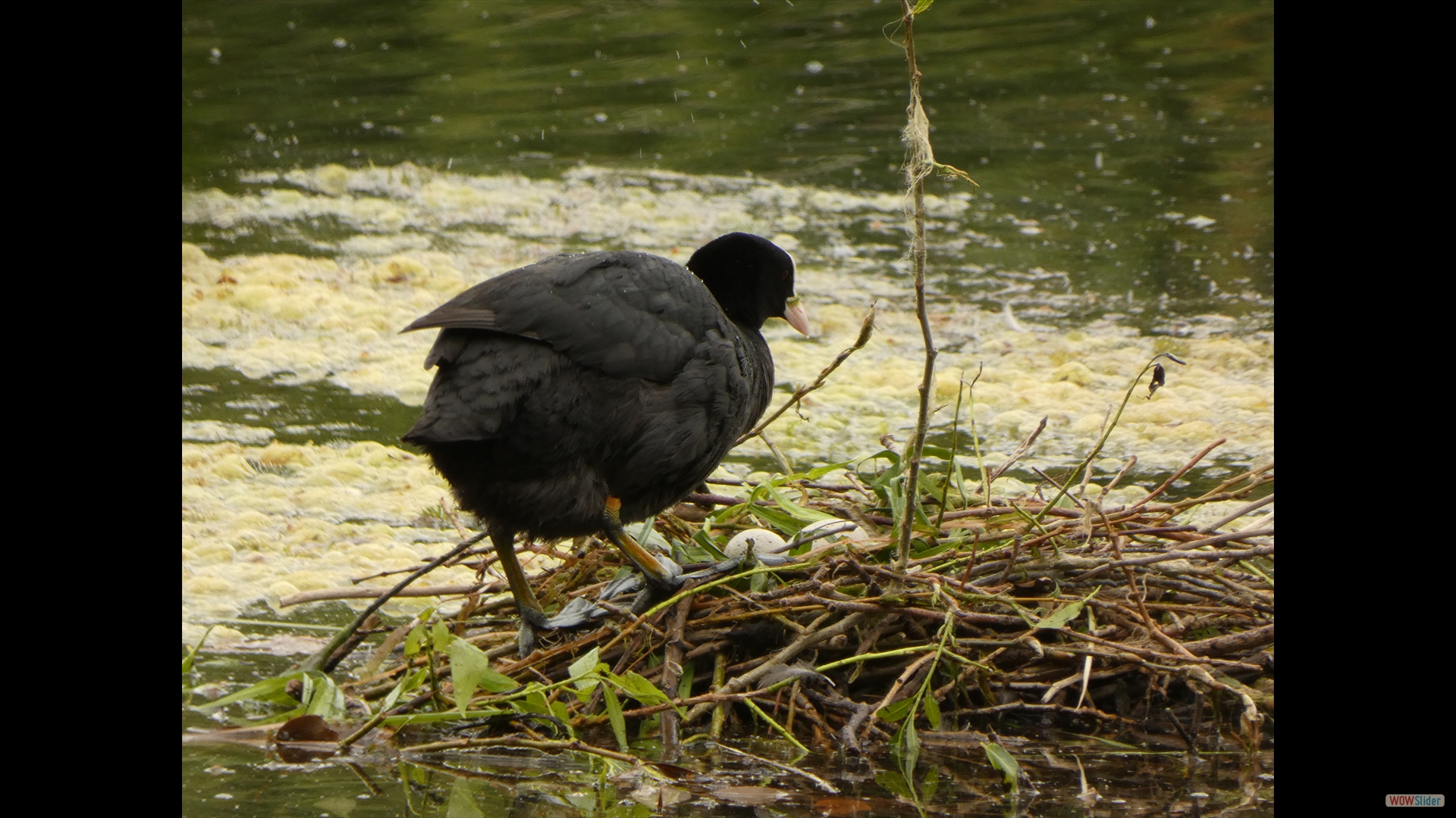 Blässhuhn (Fulica atra)