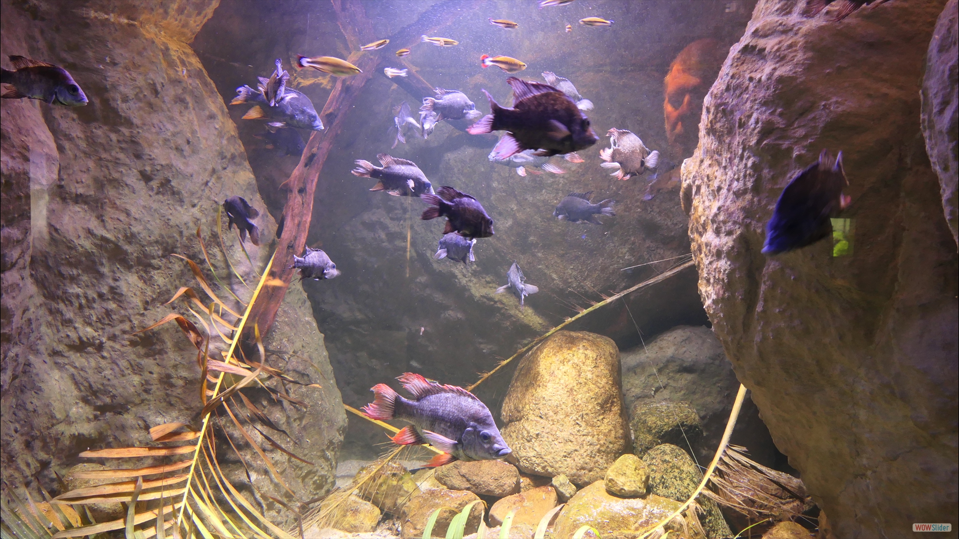 Malmöhus-Museum-Aquarium