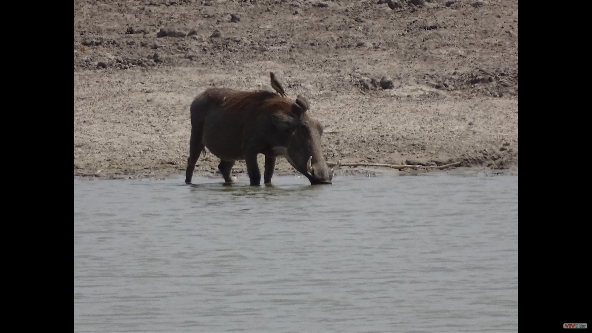 Warzenschwein (Phacochoerus africanus)