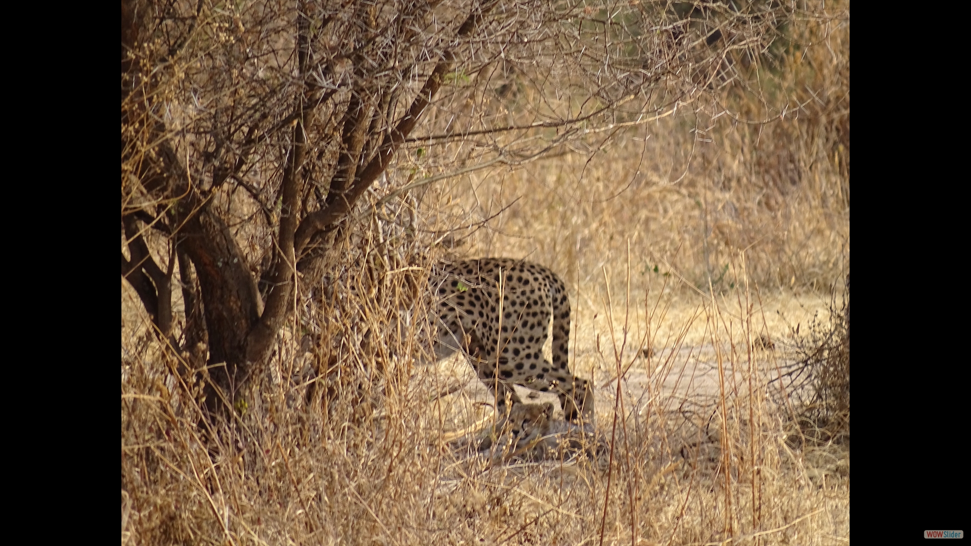 Leopard (Panthera pardus)