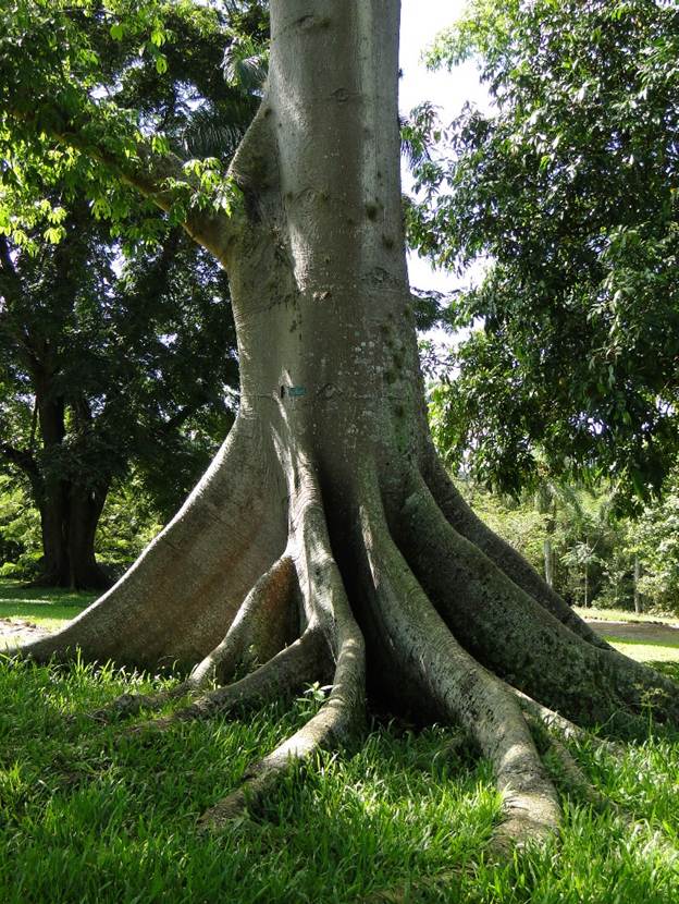 Ein Bild, das Baum, drauen, Pflanze, Wald enthlt.

Automatisch generierte Beschreibung